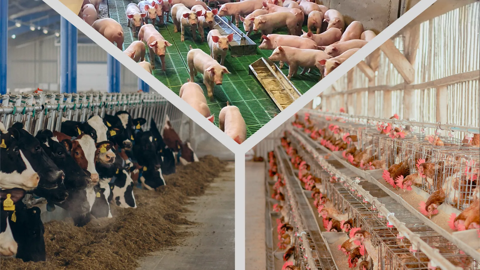 FERTILIZER CRISIS: HOW TO TURN MANURE AND POULTRY LITTER INTO A STRATEGIC ASSET